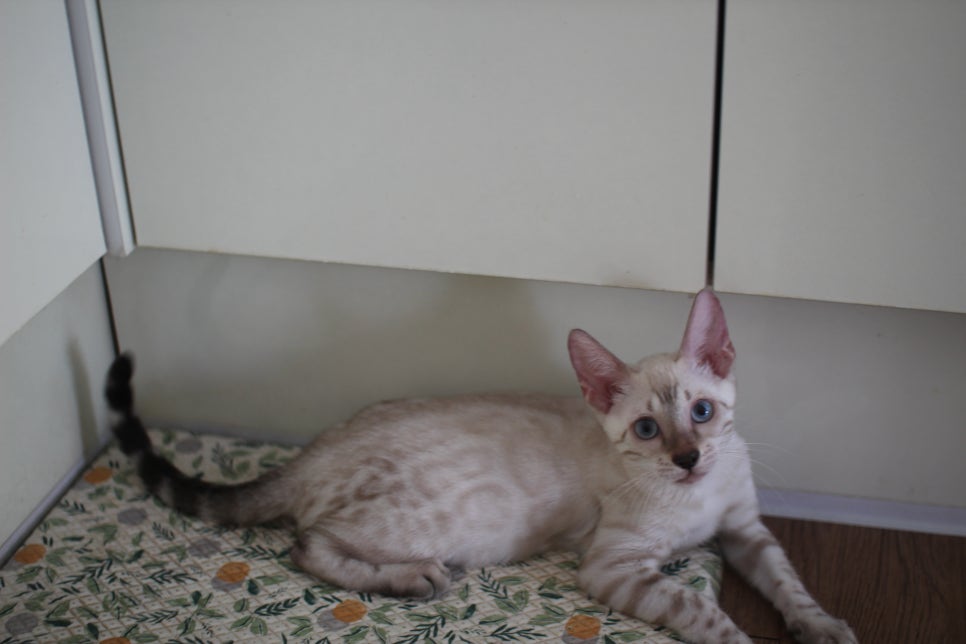 뱅갈고양이분양 진정한 개냥이란 관련 이미지 8