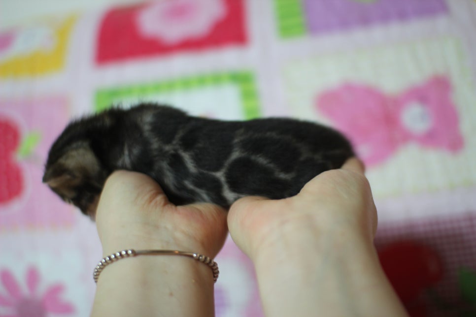 예약된 브라운 뱅갈고양이 남아에요~ 관련 이미지 8