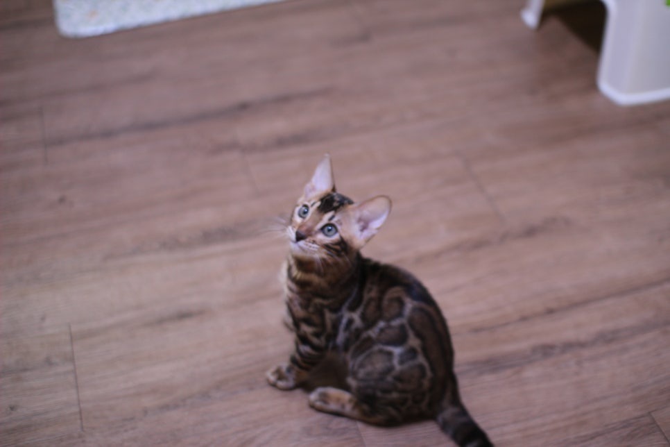 브라운 뱅갈고양이 개냥이 중에 개냥이 남아들 분양해요~ 관련 이미지 6