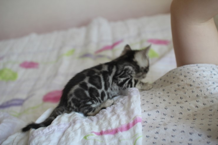 골골송 대마왕 실버 뱅갈고양이 남아~ 관련 이미지 3