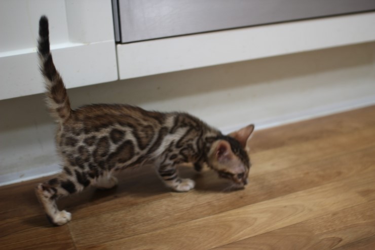 뱅갈고양이 예약된 여아들 입니다. 관련 이미지 1