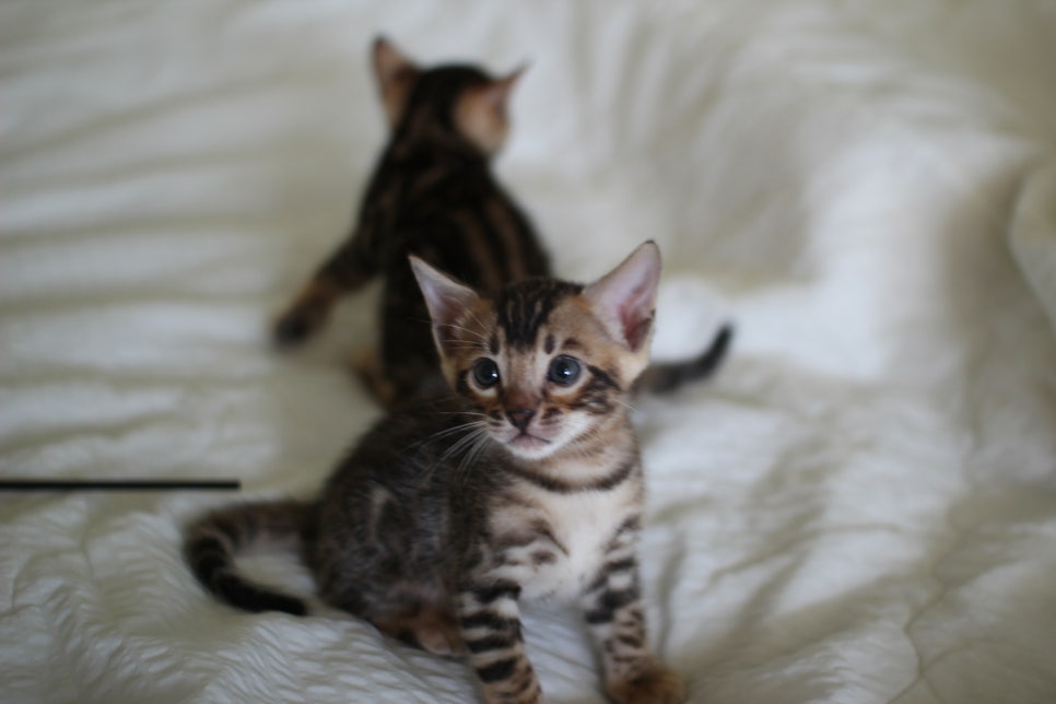 브라운 뱅갈고양이 남아2 분양합니다~ 관련 이미지 3