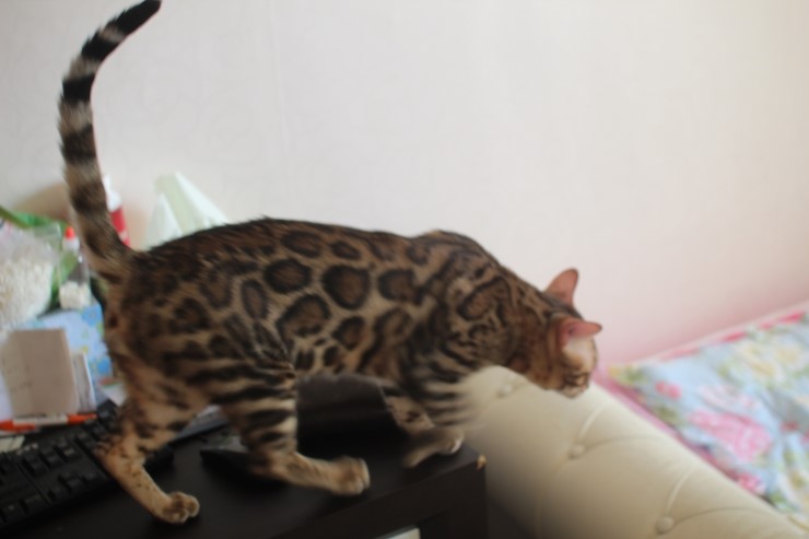 소유캐터리 뱅갈고양이 종묘 골든레인 입니다~ 관련 이미지 6