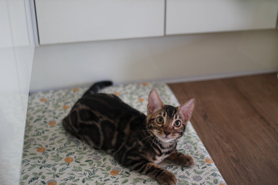 브라운 뱅갈고양이 분양중인 남아,여아 오늘 모습 입니다~ 관련 이미지 7