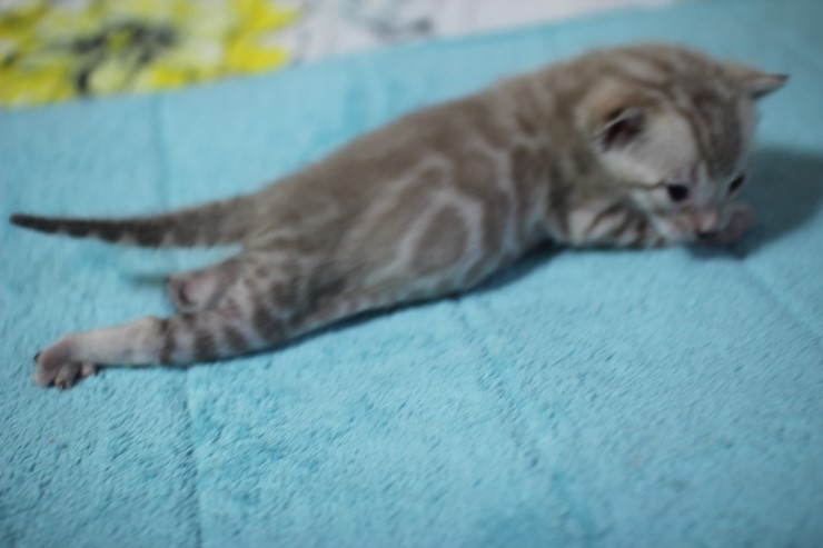 실밍크 뱅갈고양이 꼬맹이 남아들 관련 이미지 2