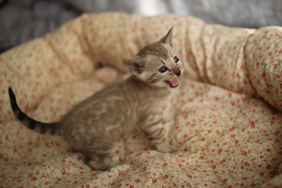 브라운,스노우뱅갈고양이 꼬맹이들 분양합니다~ 관련 이미지 14