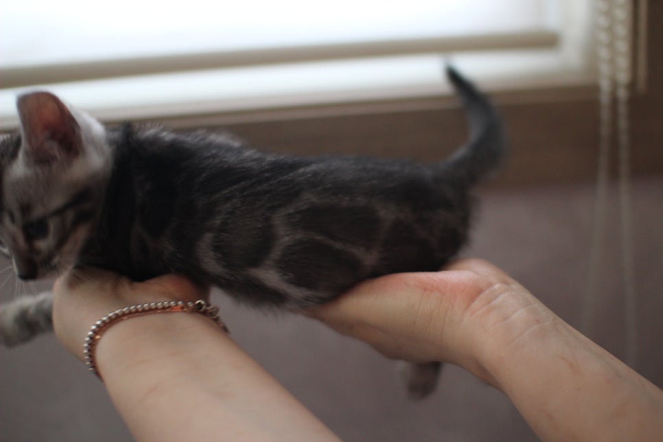 실버뱅갈고양이 남아 입니다..요청 하신분 보세요... 관련 이미지 5