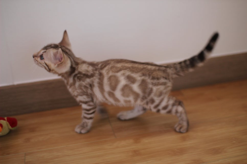 뱅갈고양이 개냥이 찾으시는 분들 보세요 관련 이미지 7