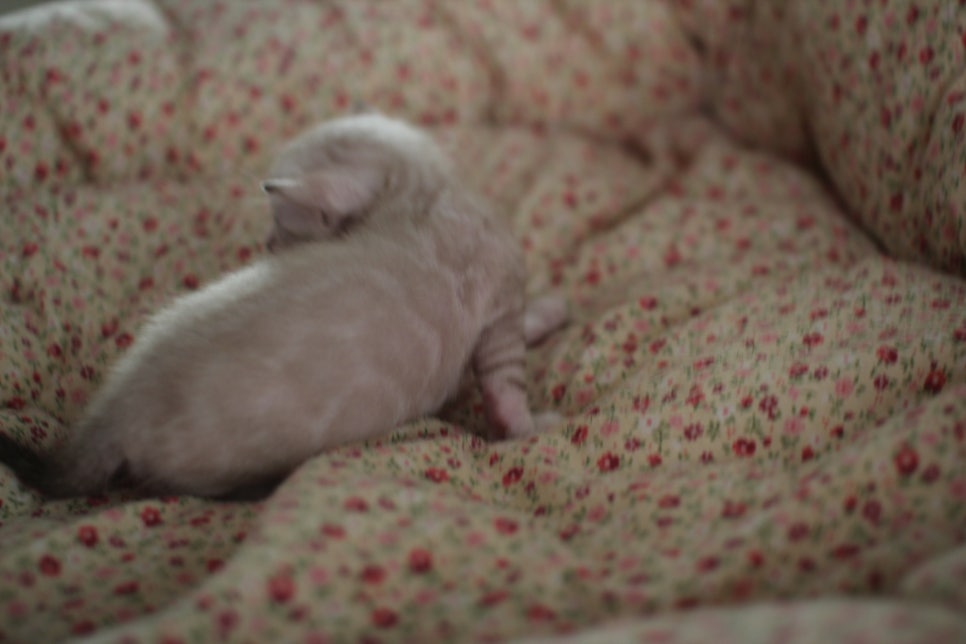빅로젯이 이쁜 스노우뱅갈고양이 남아예요~ 관련 이미지 5