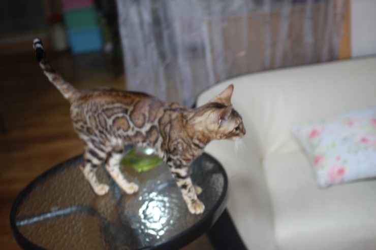 소유캐터리 종묘인 뱅갈고양이 여아 스텔라예요~ 관련 이미지 7