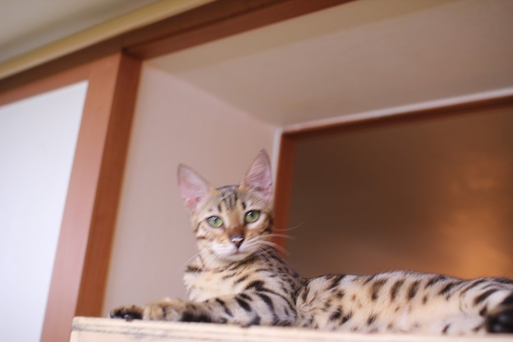 뱅갈고양이,스노우뱅갈고양이,뱅갈고양이 분양, 엄마 맛있는 닭고기 빨리 주세요~~배고파요 ~~~ 관련 이미지 6