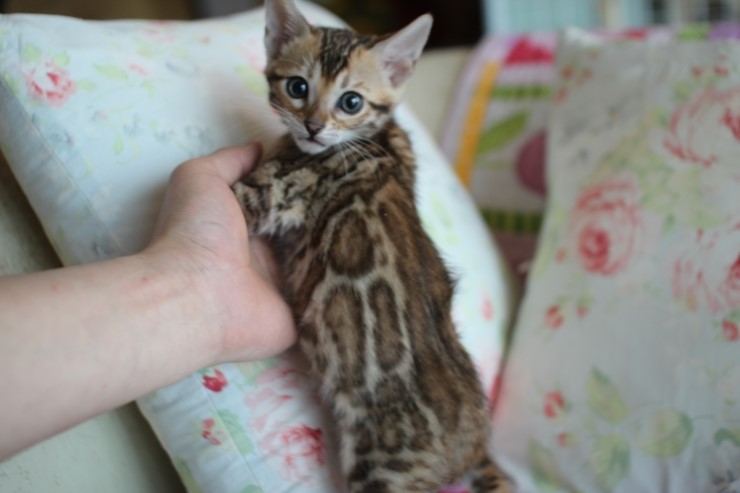 왕눈이 브라운 뱅갈고양이 키퍼여아 입니다~~ 관련 이미지 1