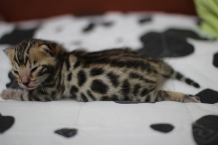 토실토실~ 관련 이미지 2