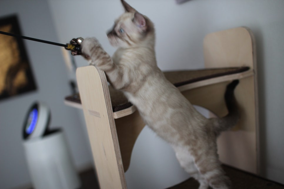 완전 강아지 같은 링스차콜 뱅갈고양이 남아 분양해여~ 관련 이미지 16