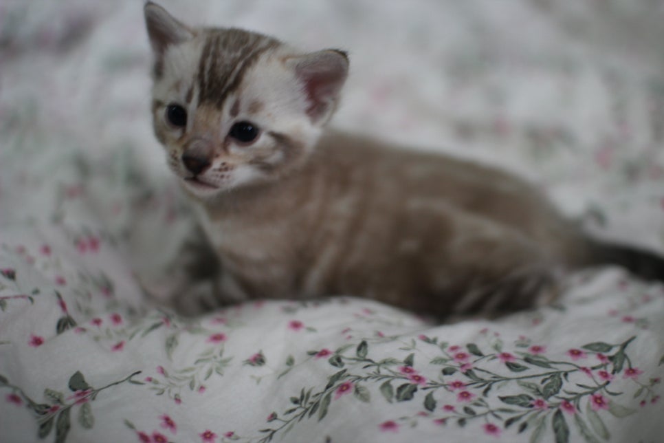 포동포동 성격좋은 건강한 실밍크뱅갈고양이 남아 분양해요~ 관련 이미지 4