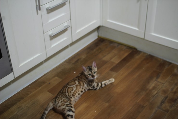 소유뱅갈고양이 캐터리 스텔라~ 관련 이미지 1