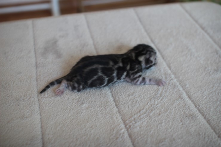 실버 뱅갈고양이 남아 삼총사 보시러 오세요^^ 관련 이미지 1