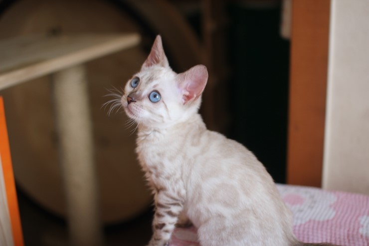 뱅갈고양이,뱅갈고양이분양, 링컨이한테 삐진 스노우뱅갈 꼬맹이 초아~~~ 관련 이미지 4