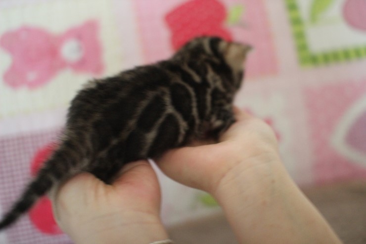 어메이징 브라운 뱅갈고양이 남아 분양 합니다. 관련 이미지 5