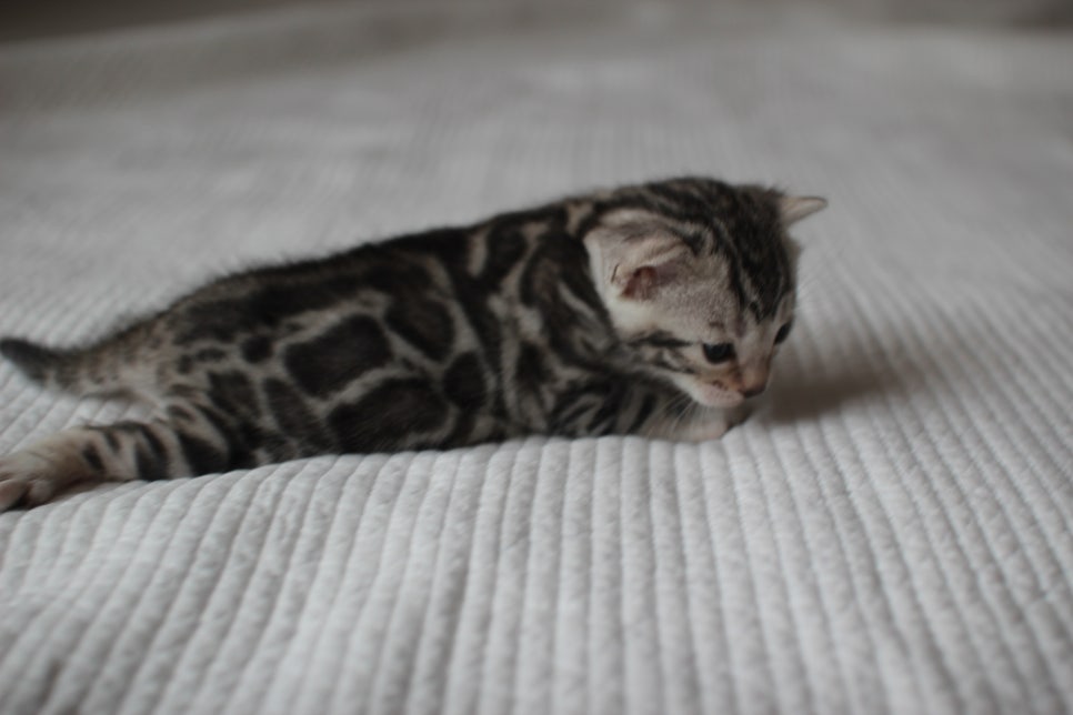 뱅갈고양이분양 고민하지 마세요! 관련 이미지 16