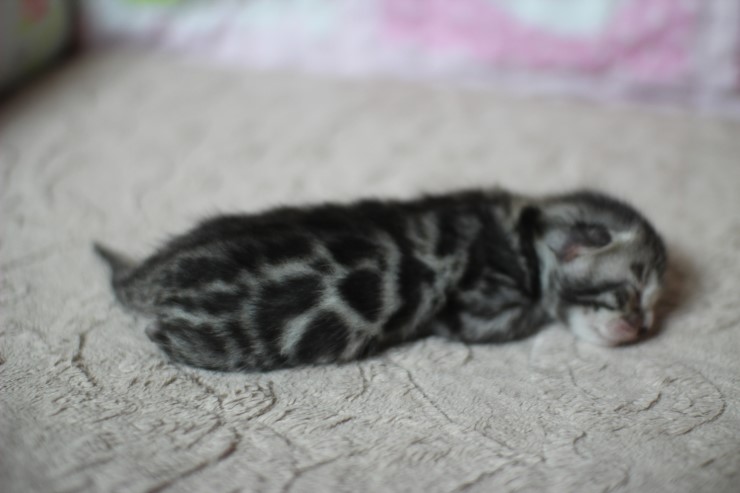 실버뱅갈고양이 꼬물이들 탄생 샤샤샷 관련 이미지 3