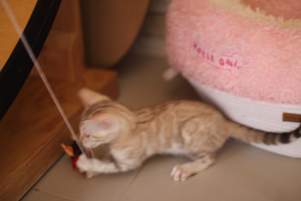 뱅갈고양이분양 진정한 개냥이란 관련 이미지 15