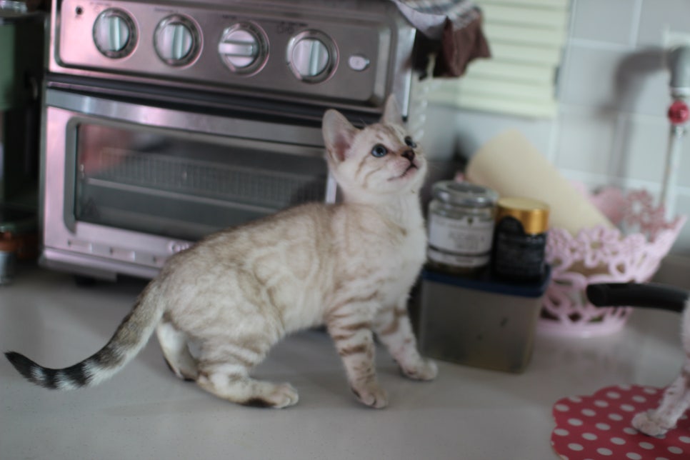 진정한 개냥이 스노우뱅갈고양이 남아 분양해요~ 관련 이미지 2