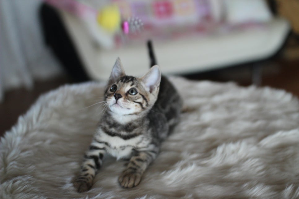 뱅갈고양이분양 멋진 빅로젯 아이들~ 관련 이미지 31