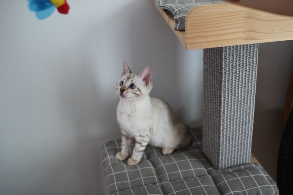 스노우뱅갈고양이 여아 분양해요~ 관련 이미지 2