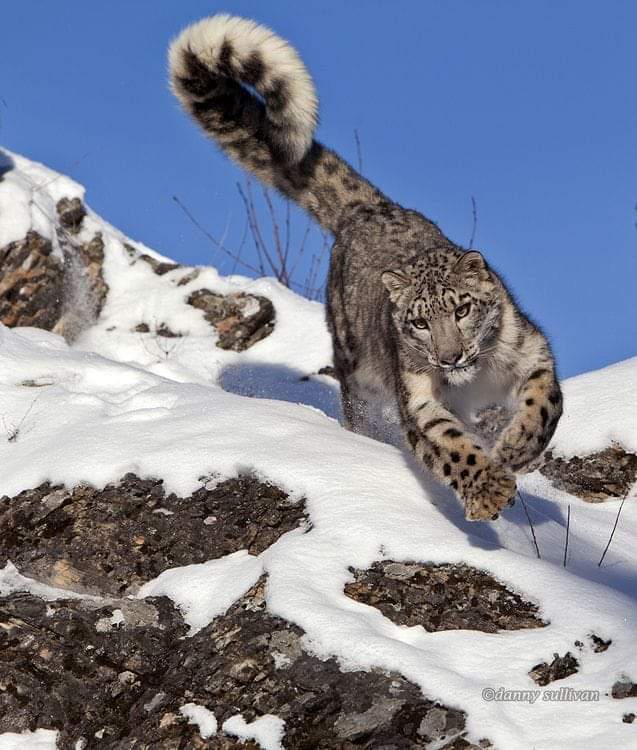 멋진 고양이과 동물들 사진~ 관련 이미지 1