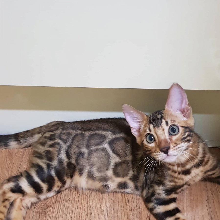 브라운 뱅갈고양이 남아 분양중이요~ 관련 이미지 1