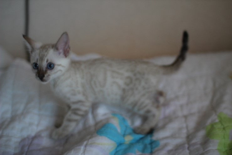 스노우 뱅갈고양이 남아 분양해요~ 관련 이미지 3