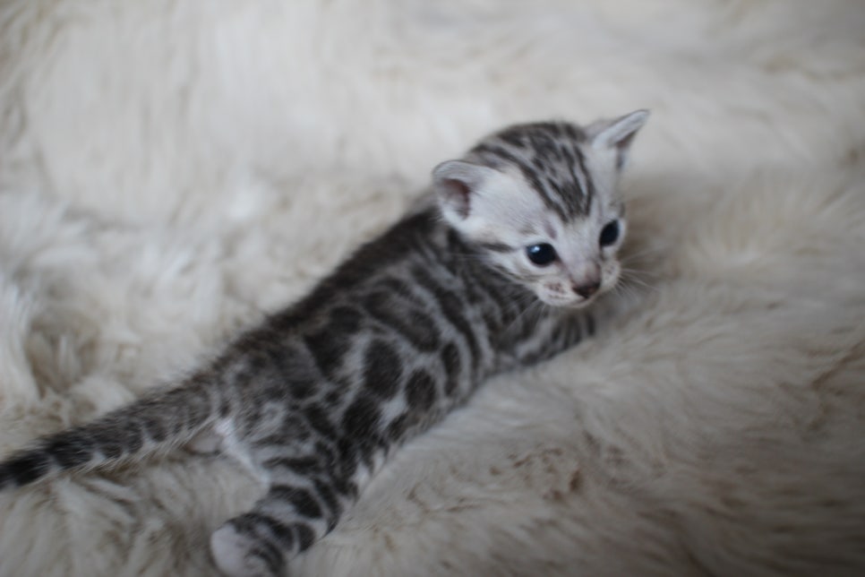 뱅갈고양이 분양은 순수혈통에 아이로 입양하세요~ 관련 이미지 2