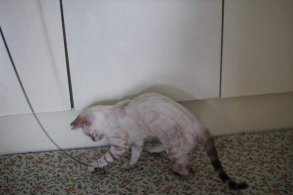 스노우뱅갈고양이 여아 구름이 분양해요~ 관련 이미지 7