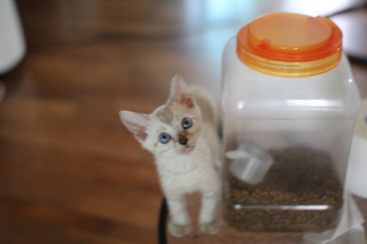 다시봐도 궈여운 뱅갈고양이들 꼬맹이때 사진^^ 관련 이미지 3