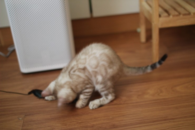 실밍크 뱅갈고양이 곰돌이예요~ 관련 이미지 10