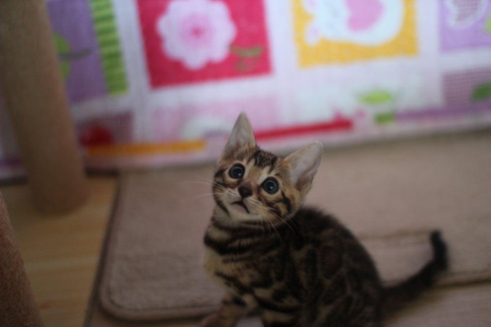 뱅갈고양이분양 매혹적인 파란눈 스노우 아이들. 관련 이미지 11