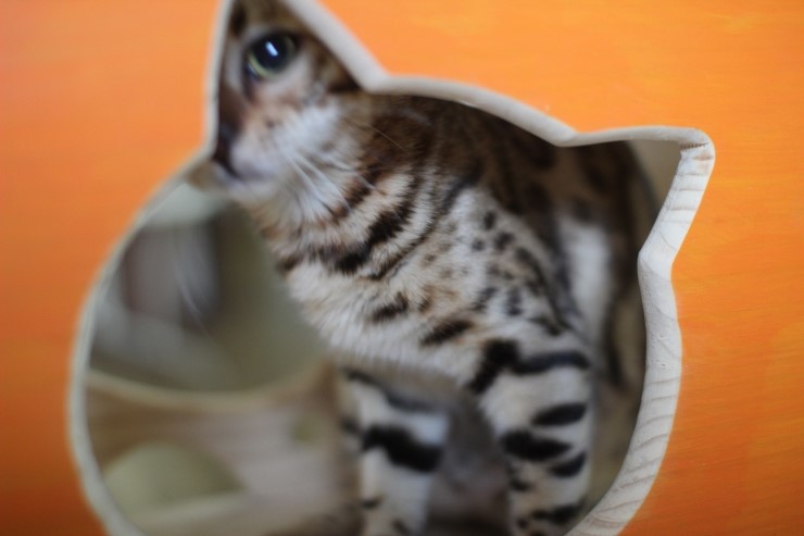 뱅갈고양이 숙자 없다 ~~ 관련 이미지 1