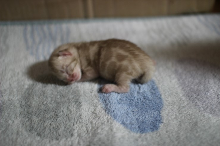 실밍크 스노우 뱅갈고양이 꼬물이 남아 입니다~ 관련 이미지 1