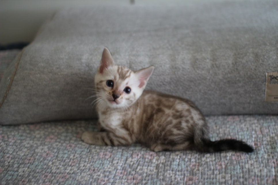 스노우뱅갈고양이 남아 분양해요~ 관련 이미지 3