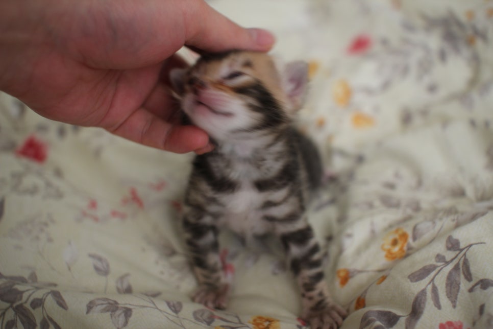 아가 뱅갈고양이 벌써부터 개냥이에 모습이~ 관련 이미지 4