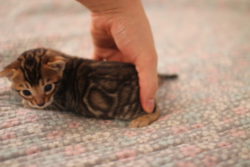 어메이징 브라운 뱅갈고양이 형제예요~ 관련 이미지 7