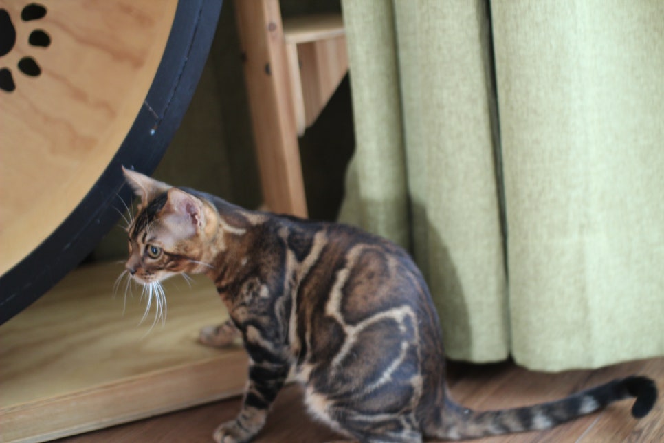 빅로젯 뱅갈고양이 남아 분양해요~ 관련 이미지 5