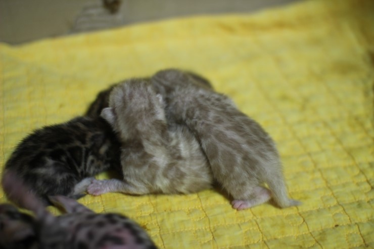 뱅갈고양이 6남매 꼬물이들 단체샷~ 관련 이미지 20