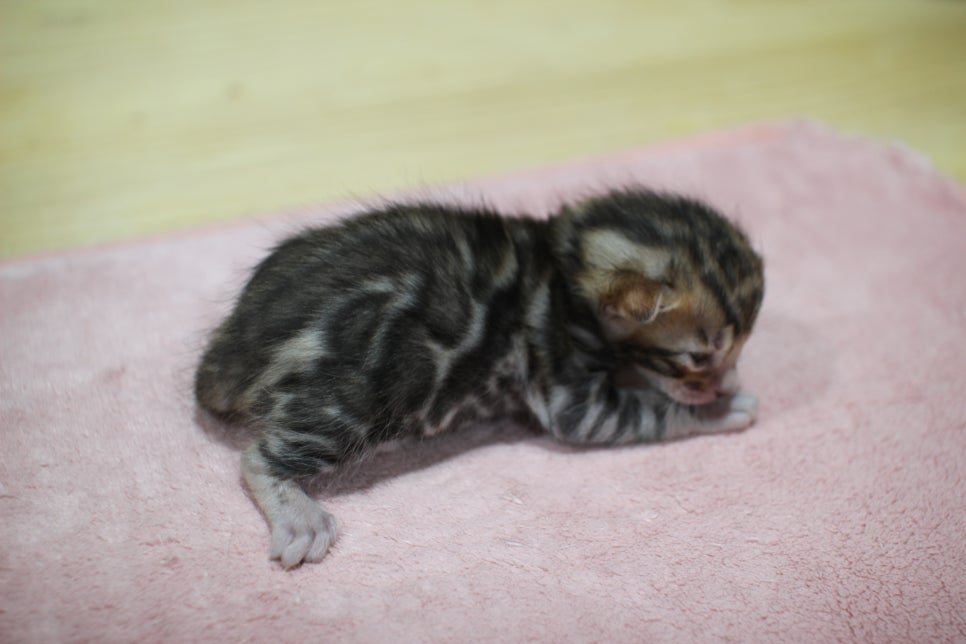 브라운 뱅갈고양이 꼬물이 남아 눈도 뜨고 하루가 다르게 더 이뻐지고 있습니다~ 관련 이미지 6