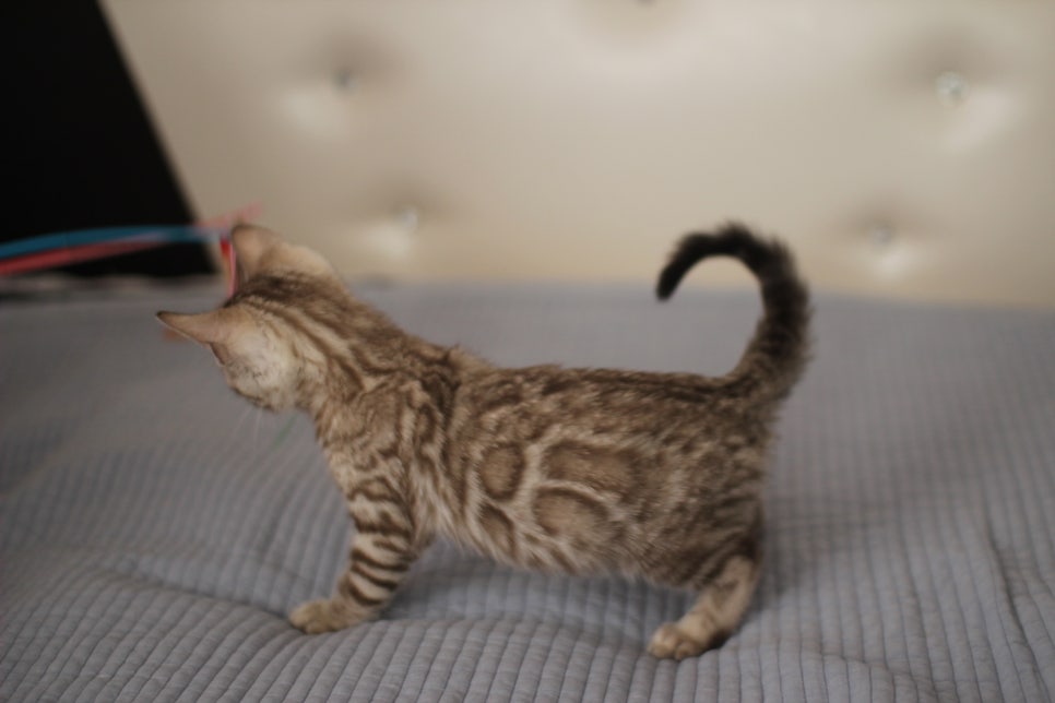 실밍크,브라운,실버뱅갈고양이 분양 합니다~ 관련 이미지 8