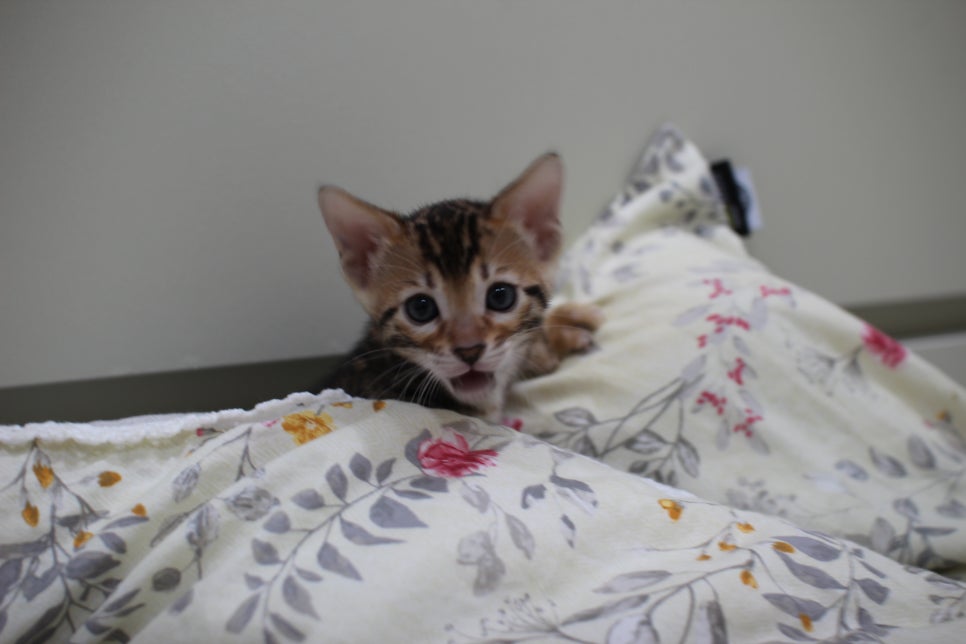 브라운 뱅갈고양이 자매 분양해요~ 관련 이미지 8