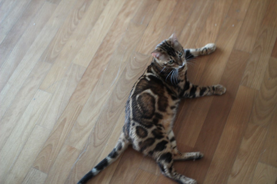 브라운 뱅갈고양이 남아 거실도 점령 했어요. 관련 이미지 2