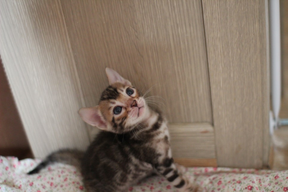 클라우드 로젯이 멋진 브라운 뱅갈고양이 여아 분양해요~ 관련 이미지 2