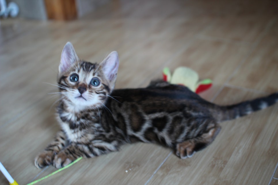 성격좋은 개냥이 뱅갈고양이를 찾으세요? 관련 이미지 6